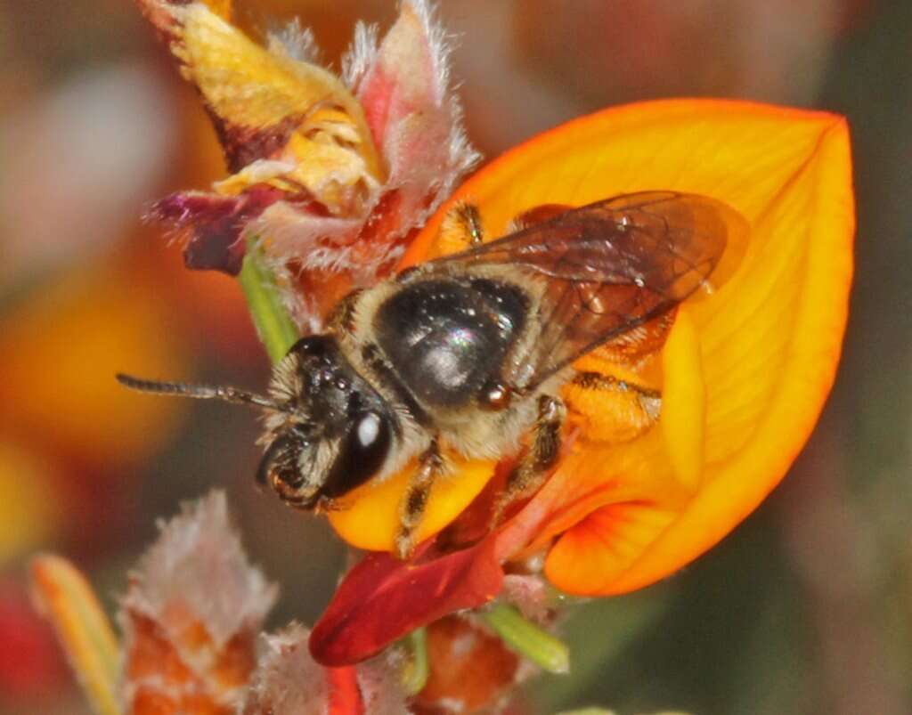 صورة Euryglossa adelaidae Cockerell 1905