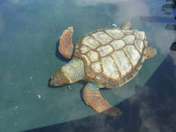 Image of Caretta