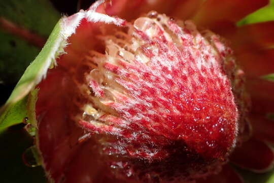 Image of Protea caespitosa Andr.