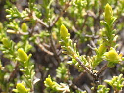 Image of Pteronia empetrifolia DC.