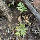 Слика од Doryopteris angelica K. Wood & W. H. Wagner