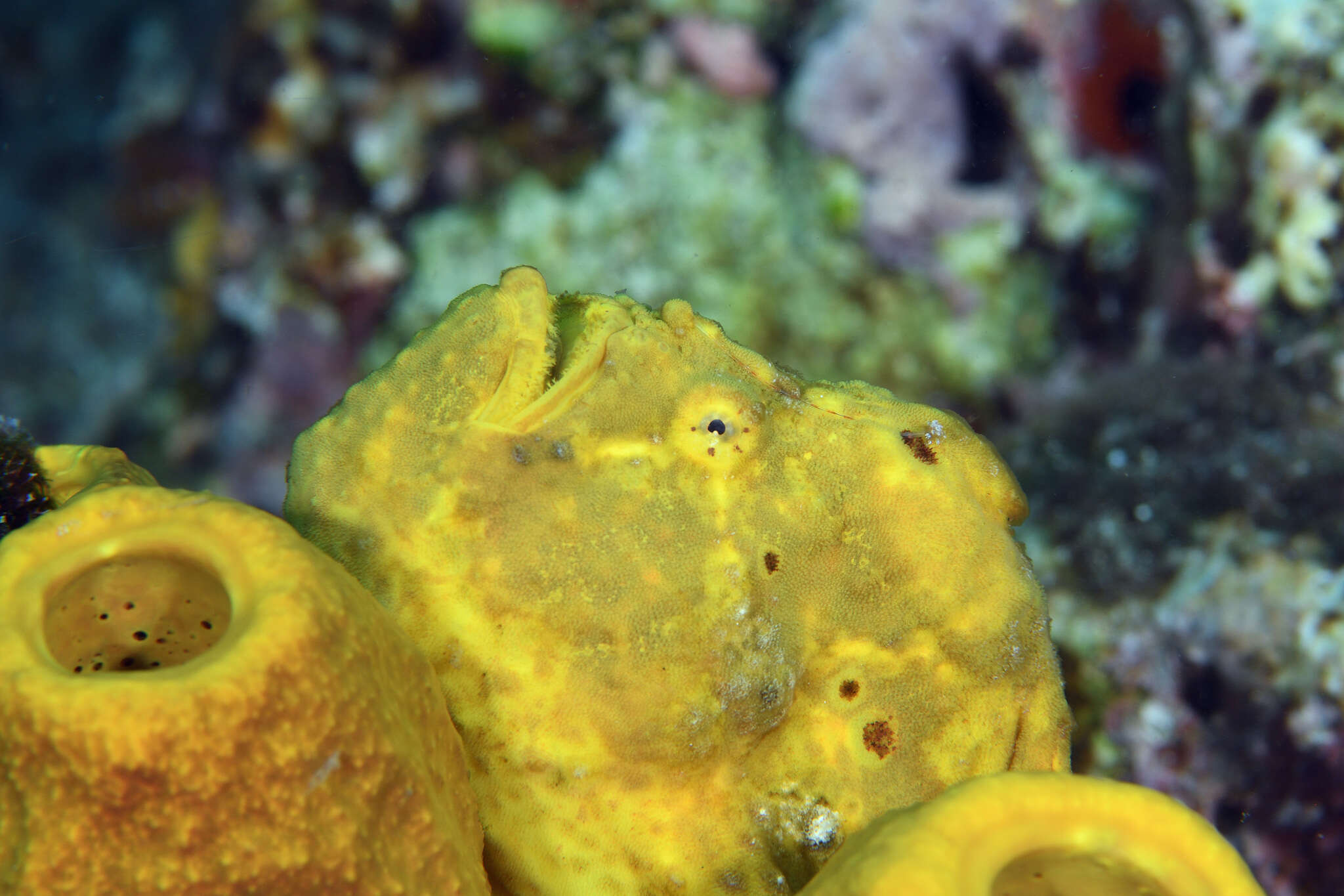 Image of Flagpole Frogfish