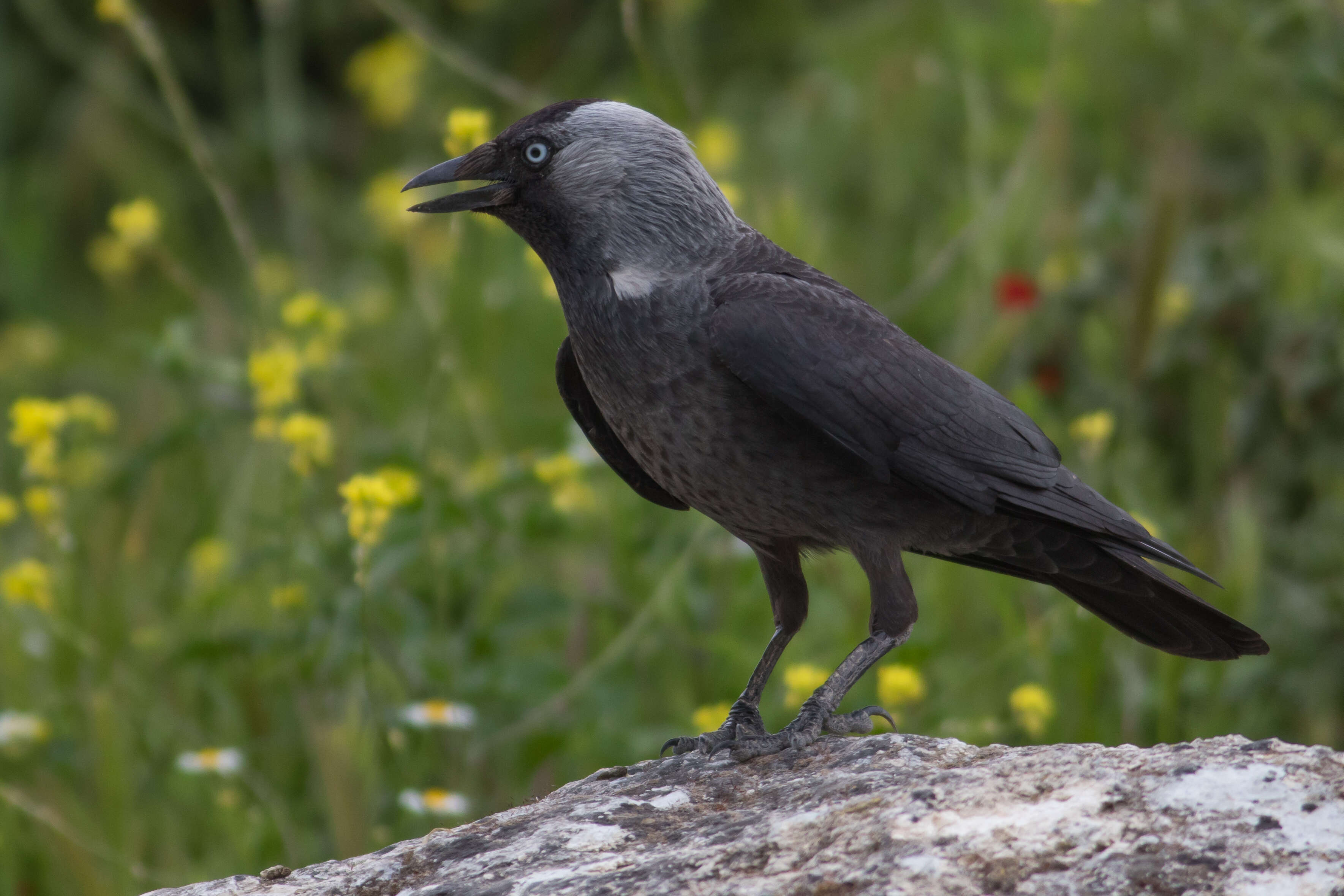 Image of Eurasian Jackdaw