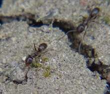 Image of Argentine Ant