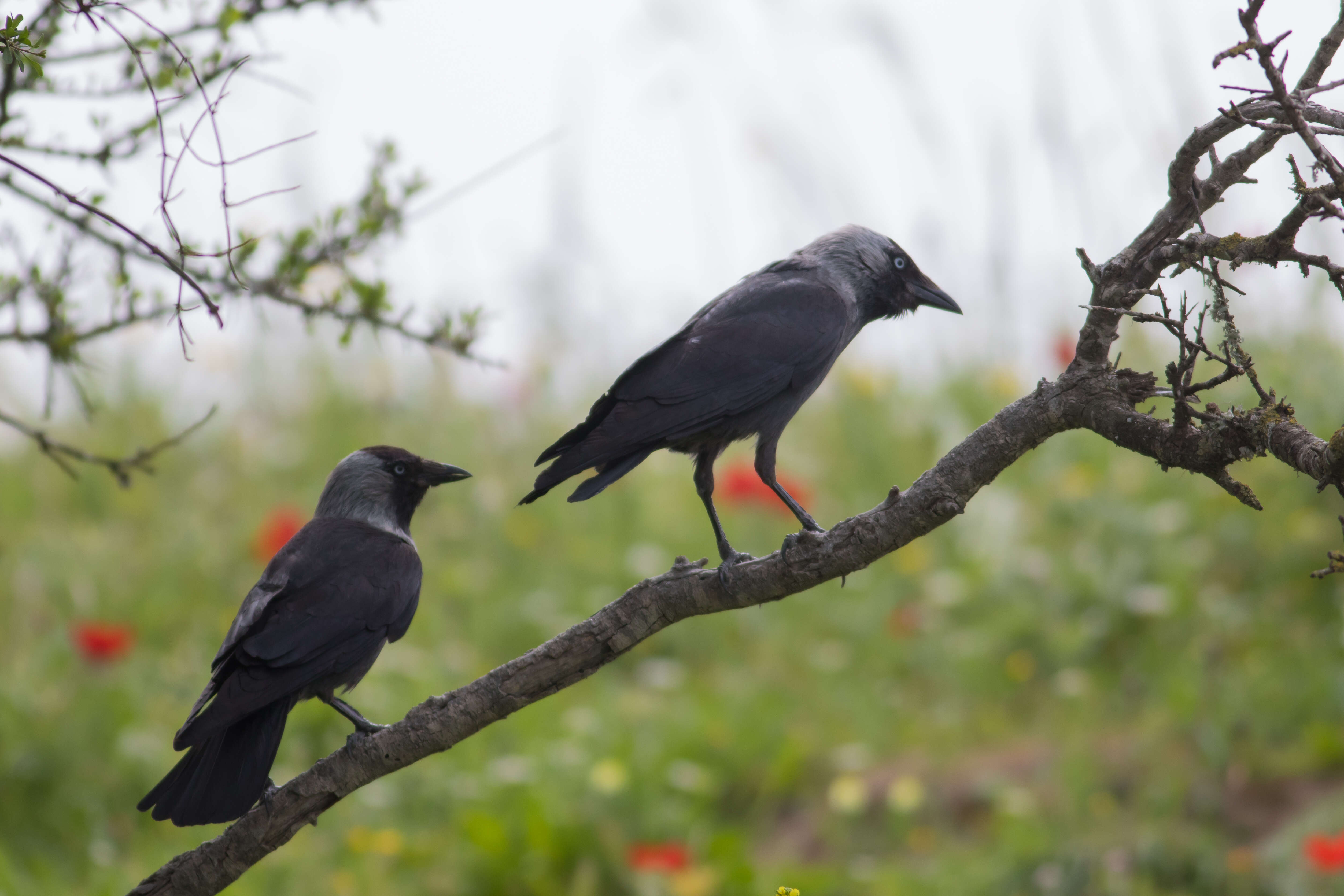 Image of Eurasian Jackdaw