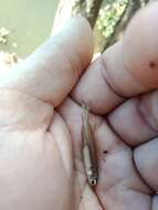 Image of Tawny hardyhead