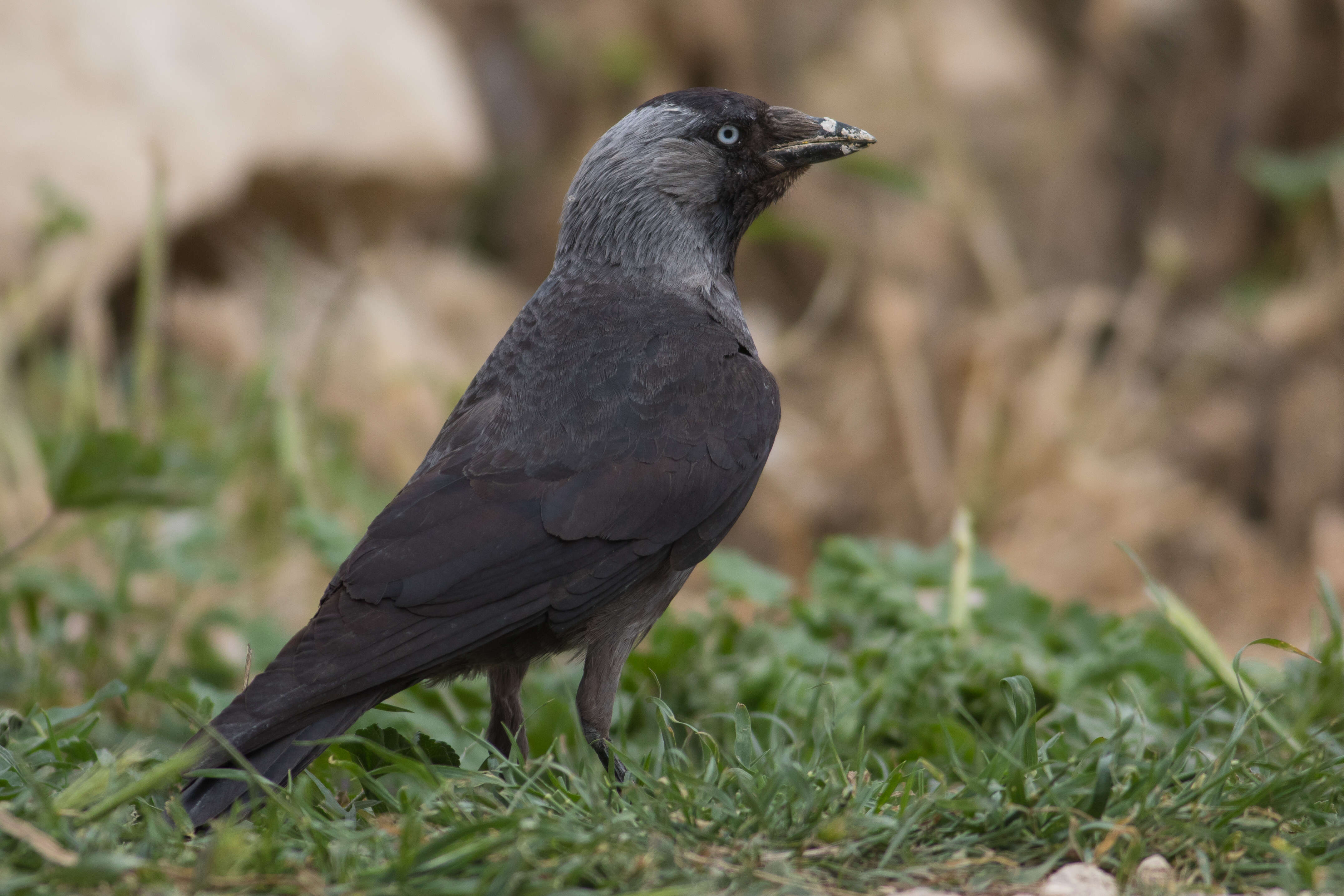 Image of Eurasian Jackdaw