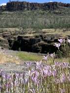 Image of Brodiaea sierrae R. E. Preston