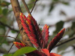 Image of Aechmea tillandsioides (Mart. ex Schult. & Schult. fil.) Baker