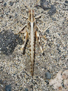 Image of Desert locust