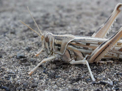 Image of Desert locust