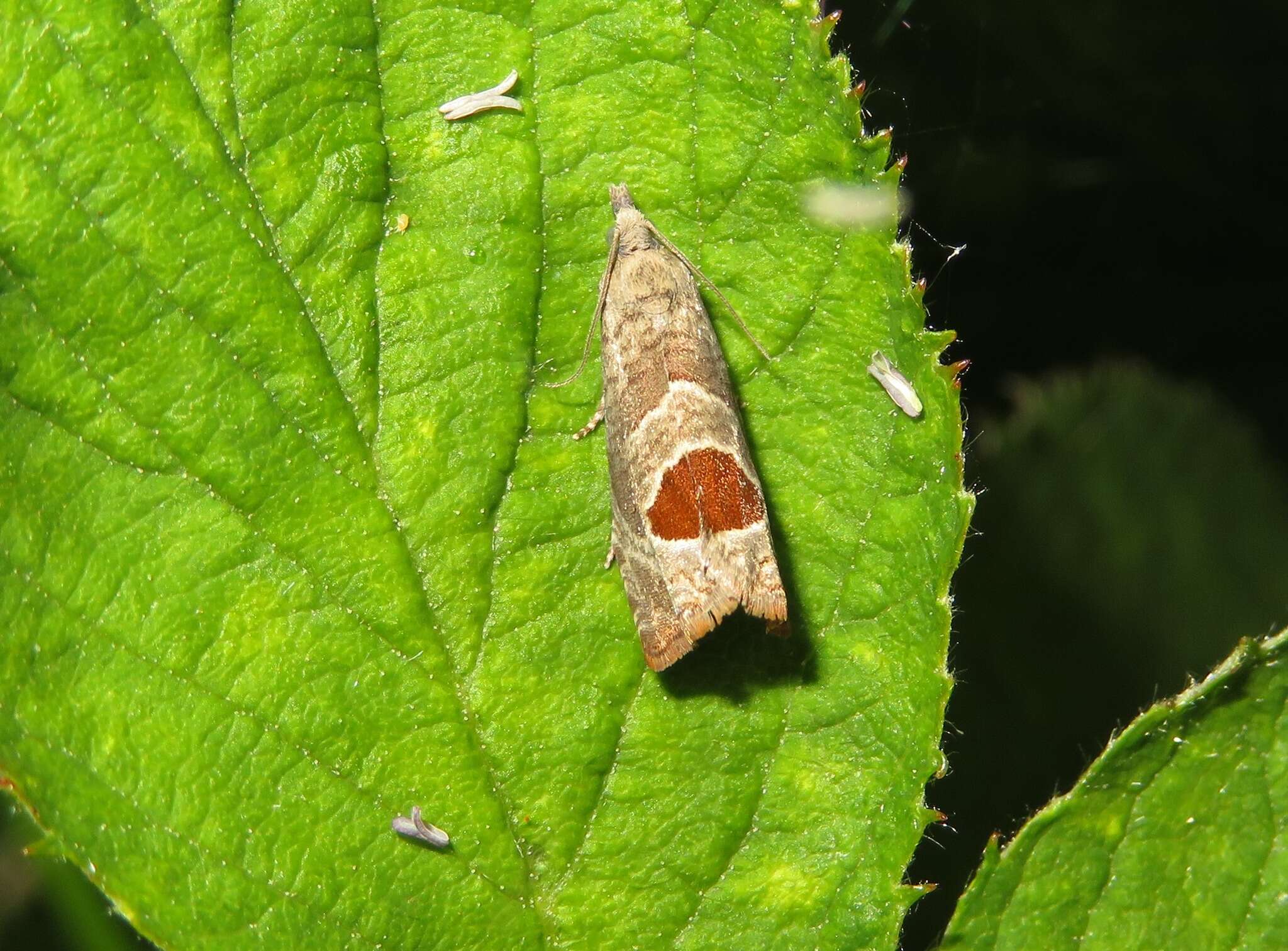 Image of Notocelia uddmanniana Linnaeus 1758