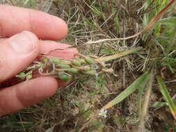 Слика од Trachyandra hirsutiflora (Adamson) Oberm.