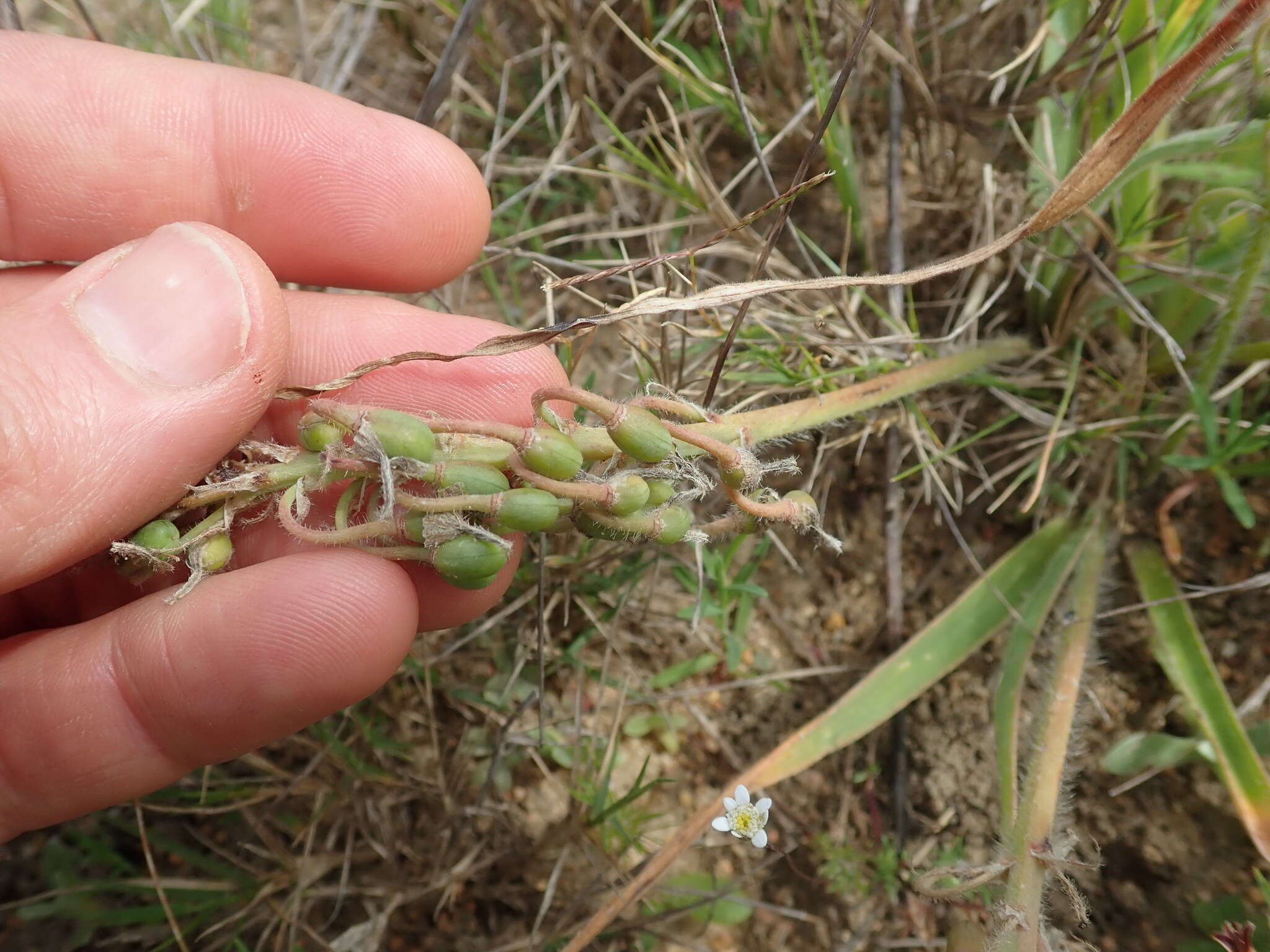 Слика од Trachyandra hirsutiflora (Adamson) Oberm.