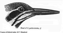 Image of Chrysocolaptes Blyth 1843