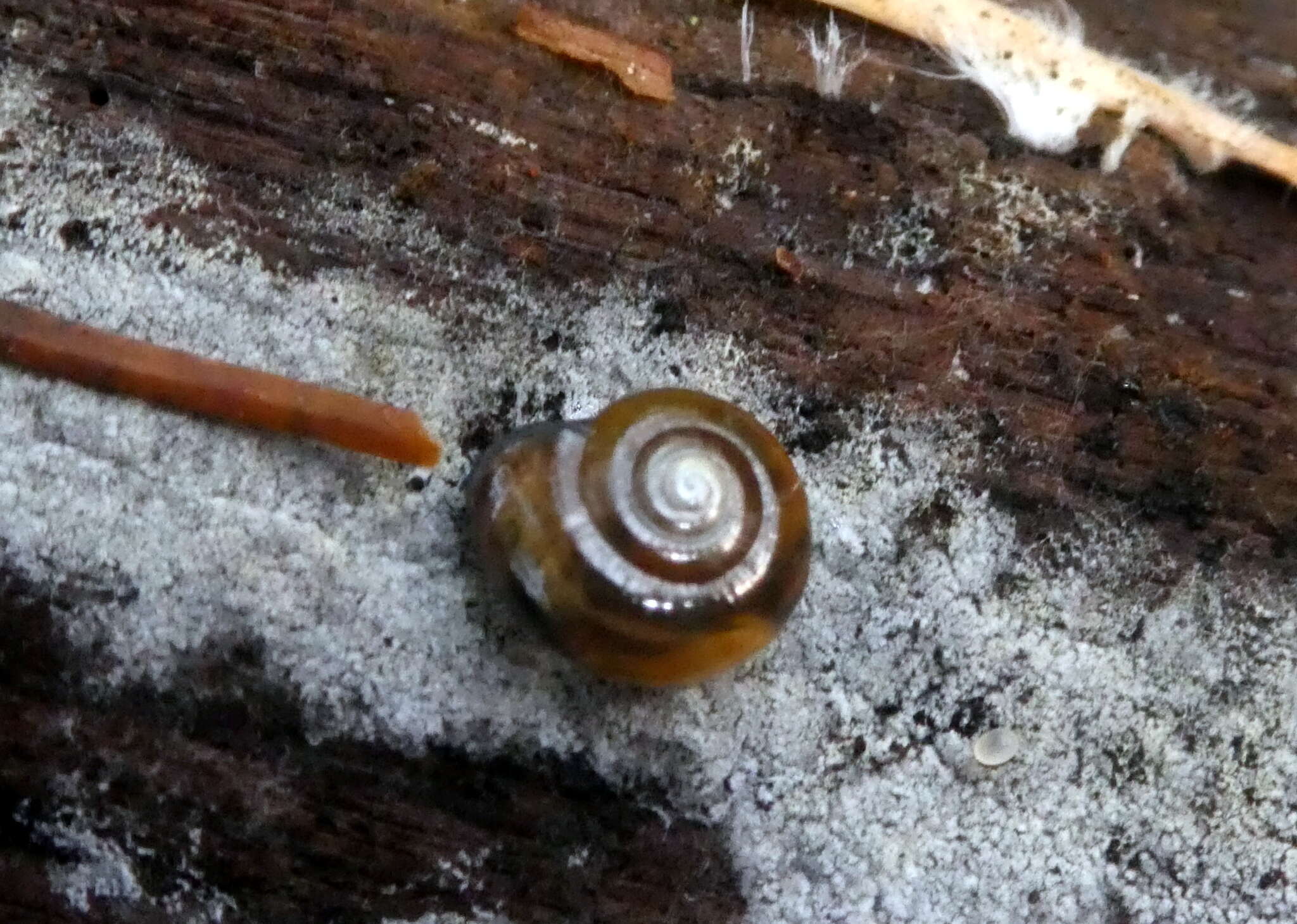 Image of Black Gloss Snail