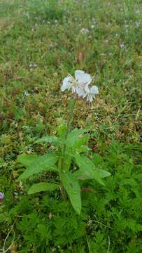 Oenothera suffulta (Engelm.) W. L. Wagner & Hoch resmi