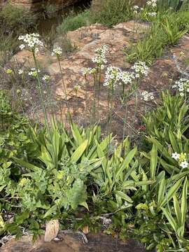 Image of Ornithogalum saundersiae Baker