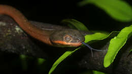 Image of Black-headed Cat Snake