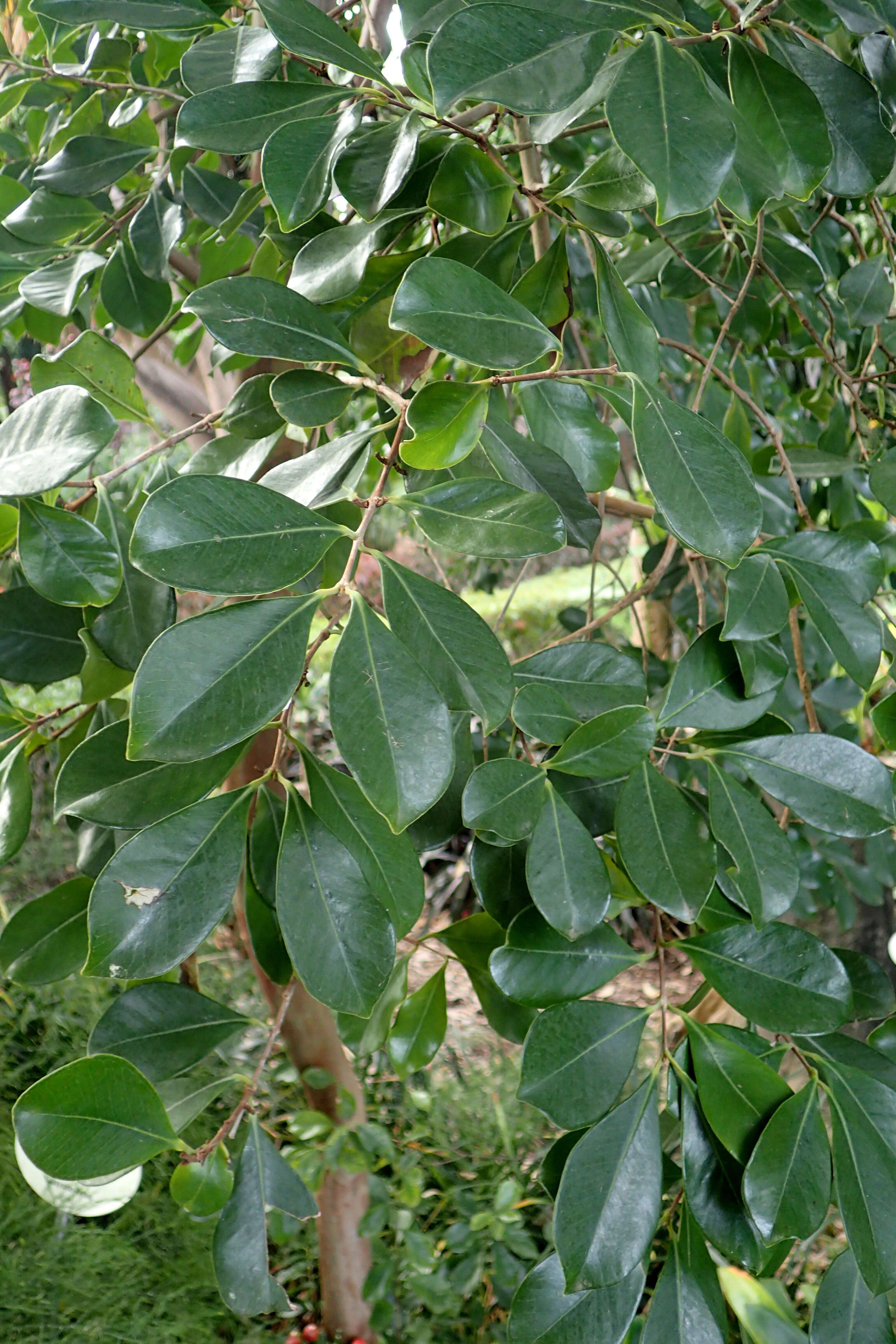 Image of Psidium cattleyanum