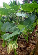 Alocasia odora (G. Lodd.) Spach resmi