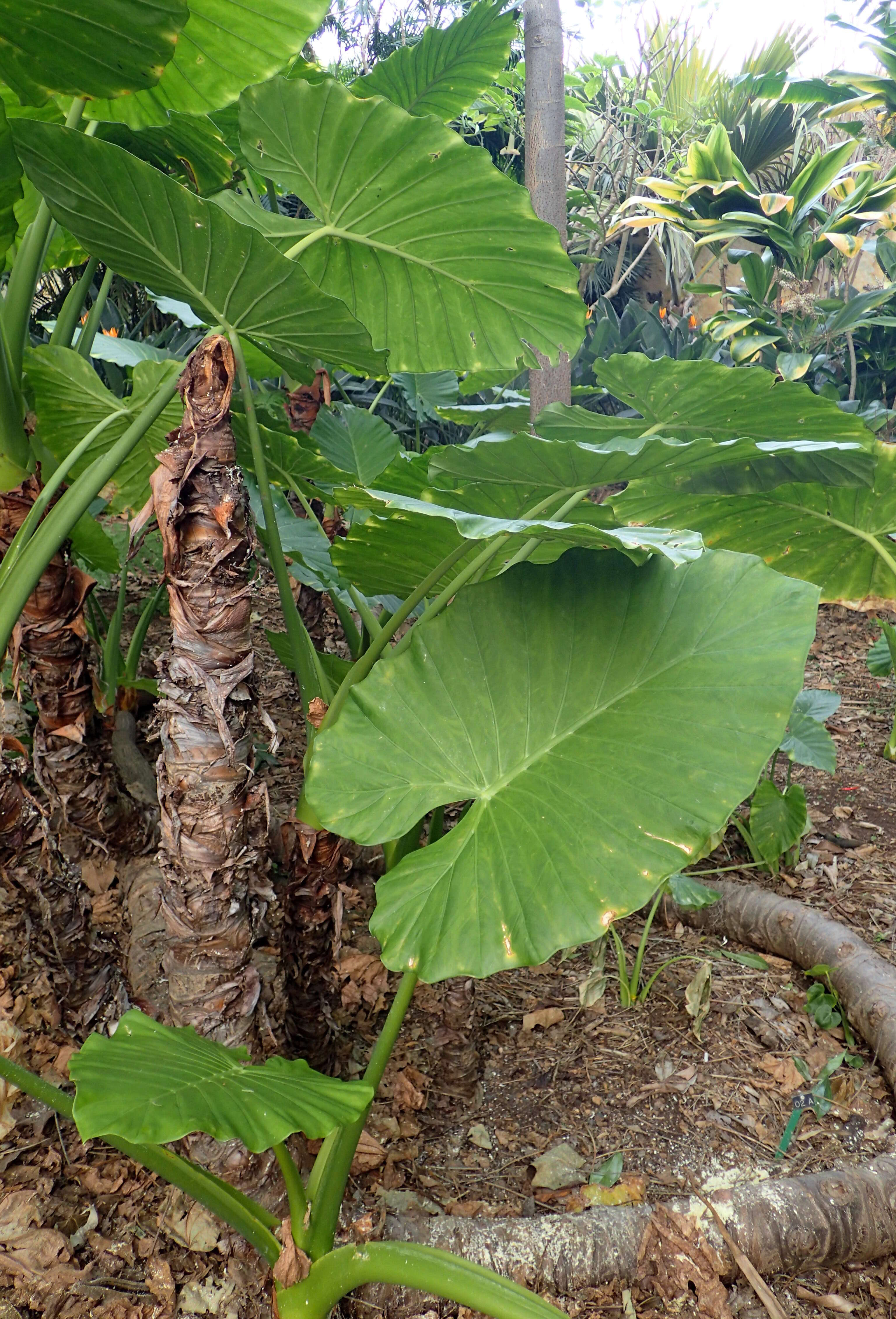 Alocasia odora (G. Lodd.) Spach resmi