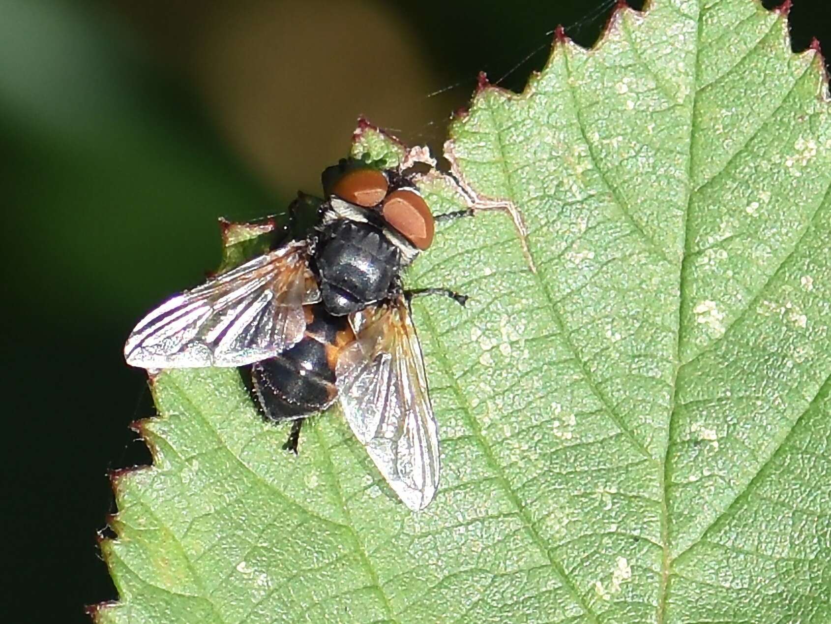 Image of Phasia obesa (Fabricius 1798)