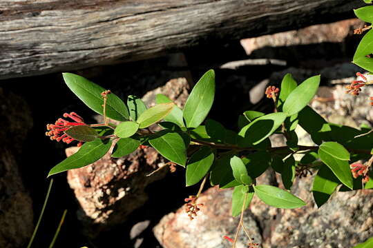 Image of Grevillea rhyolitica R. O. Makinson