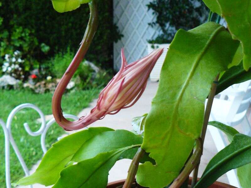 Image of Dutchman's Pipe Cactus