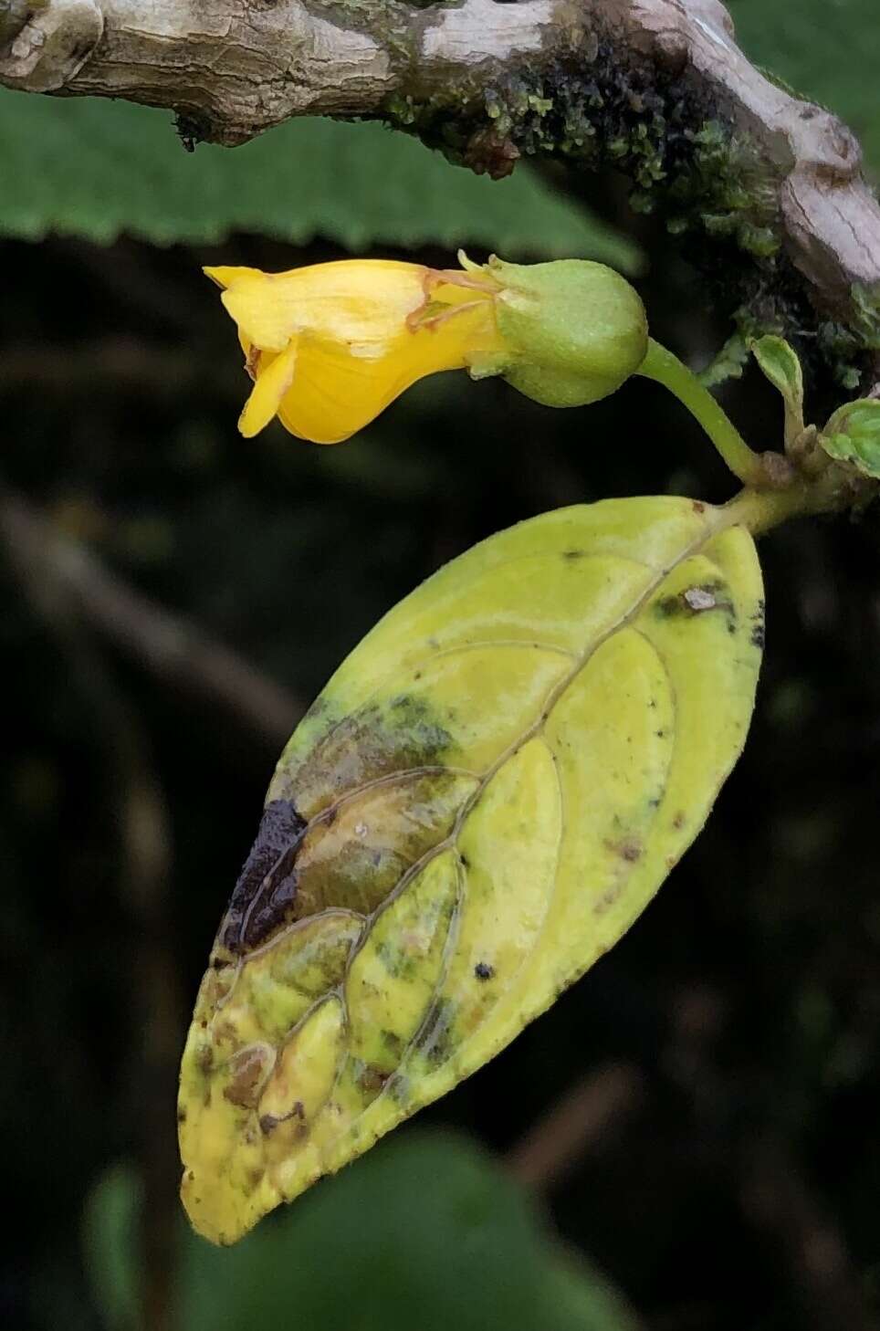 Image of Besleria lutea L.