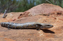 صورة Tiliqua scincoides scincoides (White 1790)