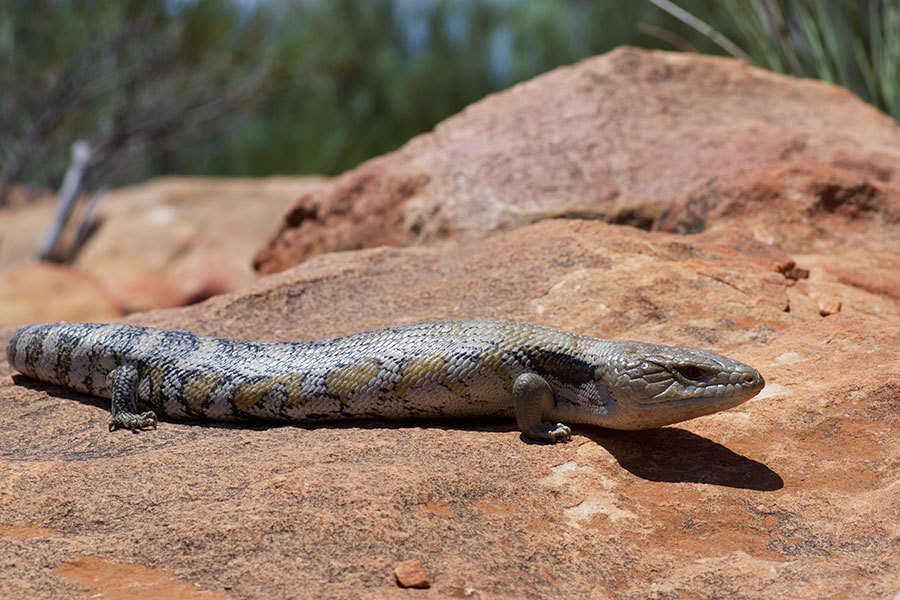 Image of Tiliqua scincoides scincoides (White 1790)