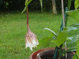 Image of Dutchman's Pipe Cactus