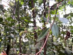 Image of Ficus heteropleura Bl.