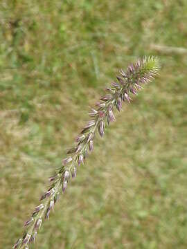 Image of Chaff-flower