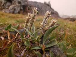 Image of alpine willow