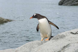 Image of Gentoo Penguin