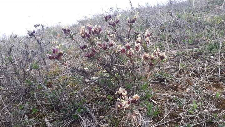 Image of Shrubby Plantain