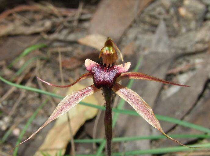 Image of Plain-lip spider orchid