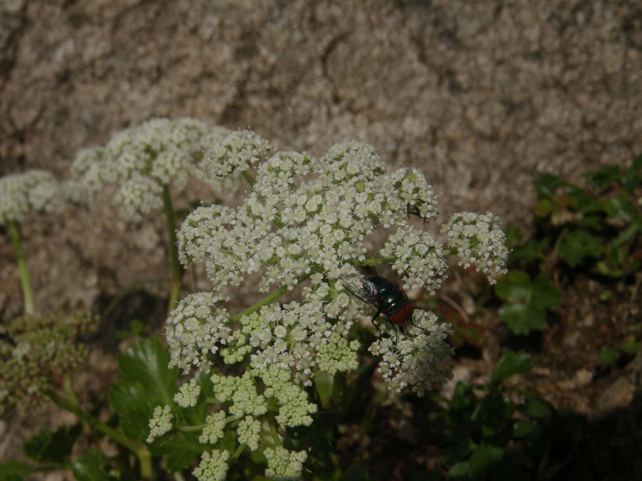 Слика од Kitagawia litoralis (Vorosch. & Gorovoi) M. G. Pimenov