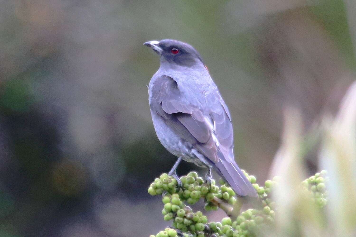 Image of Crested Cotingas