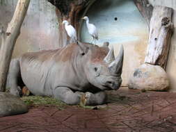 Image of Black Rhinoceros