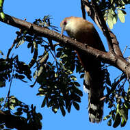 Image of Cuban Lizard-cuckoo