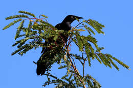 Image of Greater Antillean Grackle