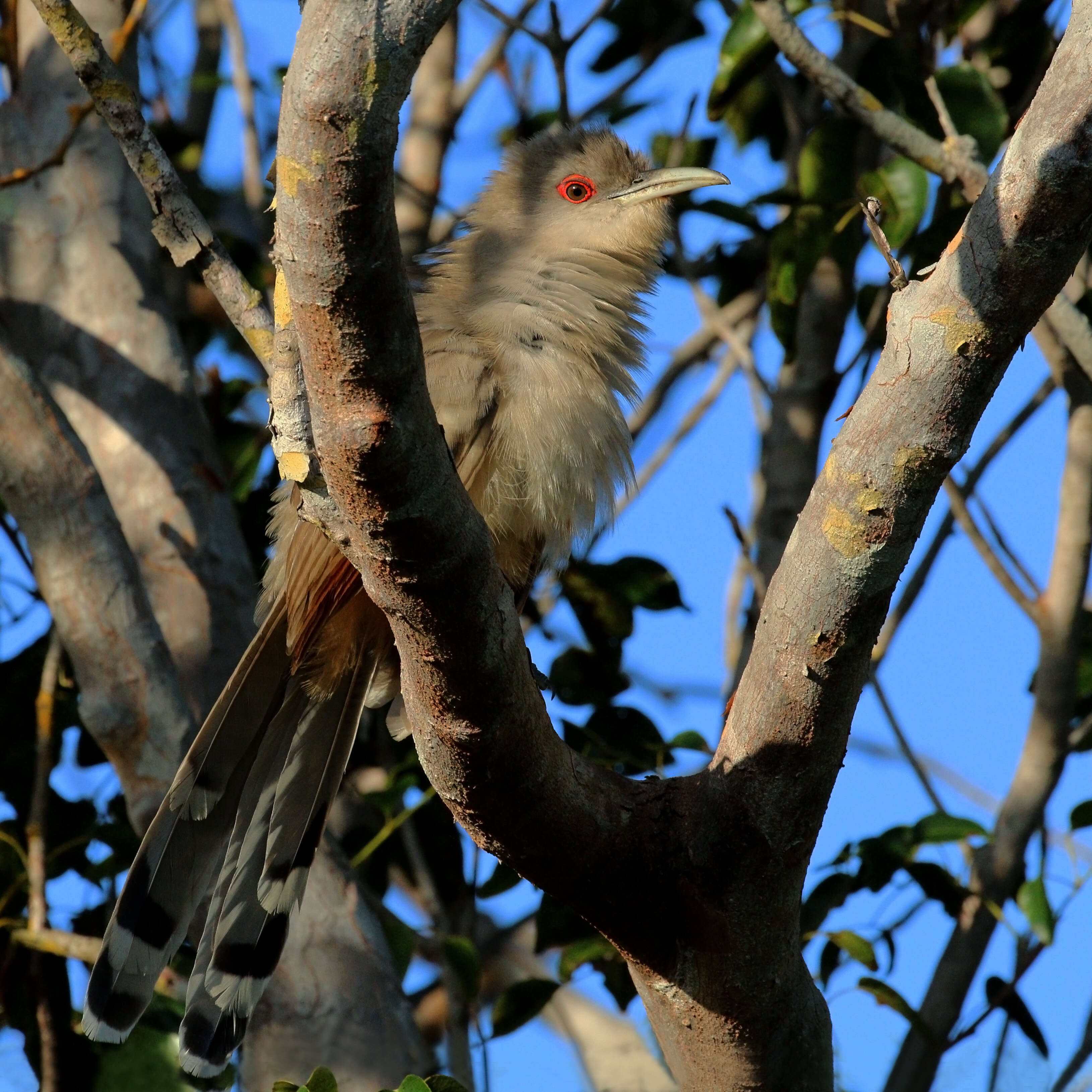 Image of Cuban Lizard-cuckoo