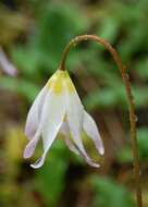 Image of Coast Range fawnlily