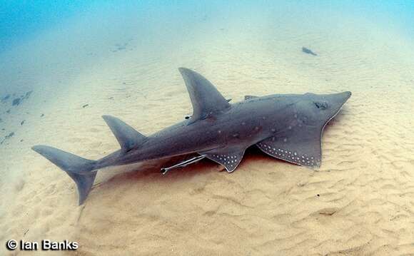 Image of White-spotted Guitarfish