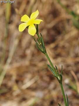 Слика од Linum nodiflorum L.