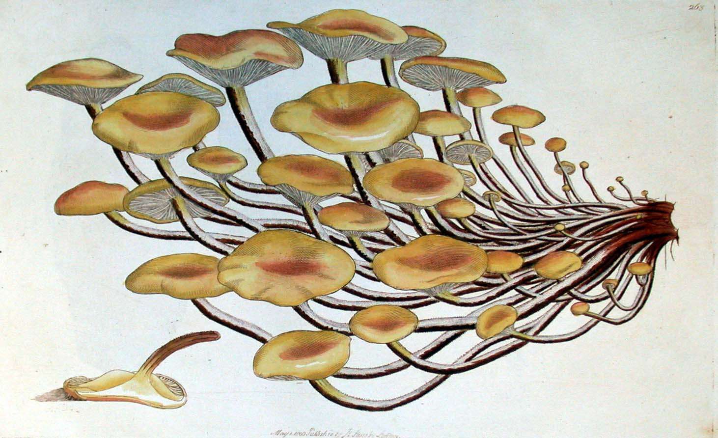 Plancia ëd Flammulina velutipes (Curtis) Singer 1951