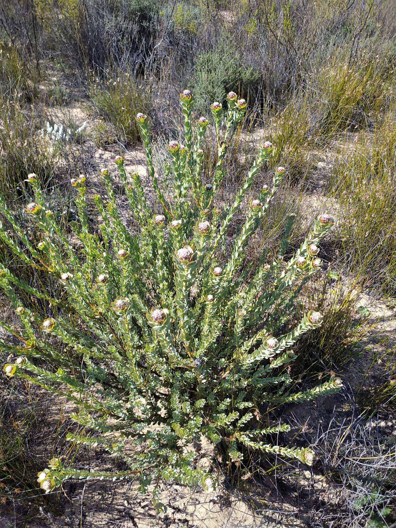 Image of Leucadendron concavum I. Williams